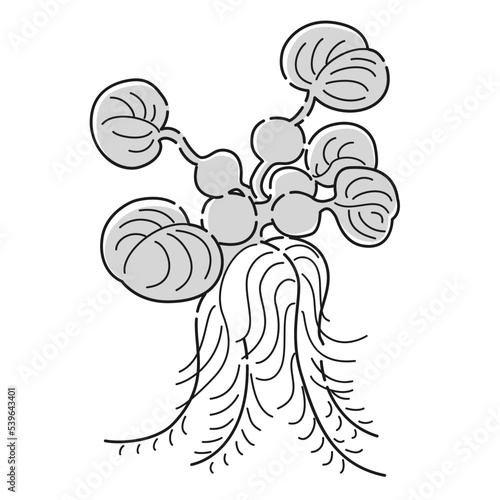 （白黒）ホテイソウのイラスト（水草）