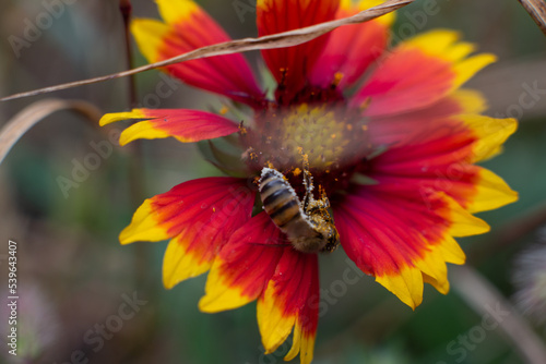 bee on a flower