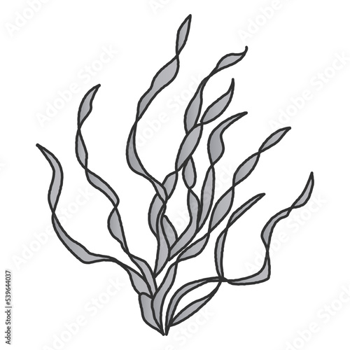 （白黒）バリスネリアのイラスト（水草）