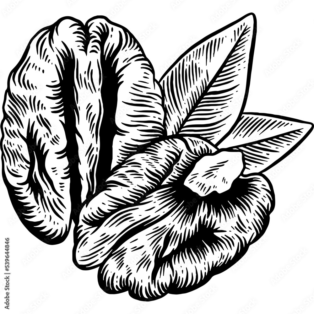 Hand drawn Pecan Nuts Sketch Illustration Hand drawn Pecan Nuts Sketch Illustration