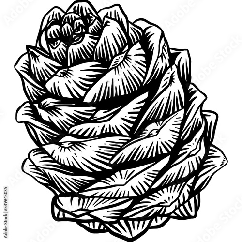 Hand drawn Pine Cone Sketch Illustration
