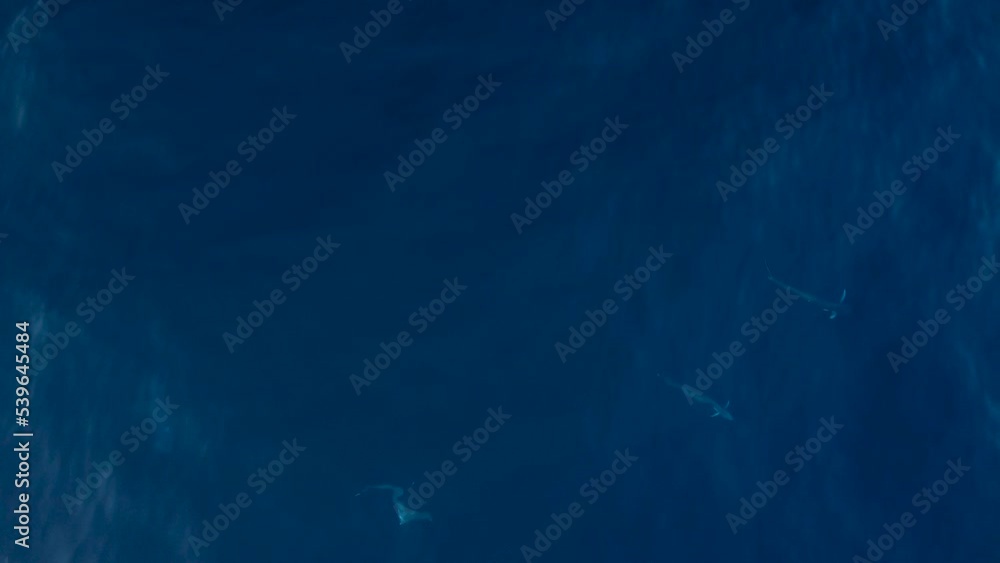 Swimming dorado drone view Mahi Swimming dorado drone view Mahi