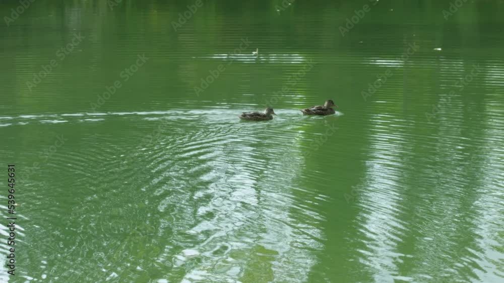 Couple of ducks are swimming in the river in Bowness Park Couple of ducks are swimming in the river in Bowness Park