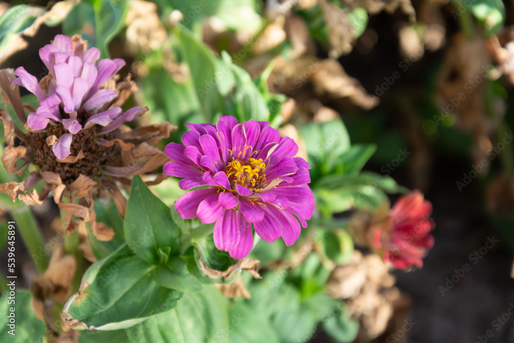 Purple and pink zinnia elegans flower in garden.