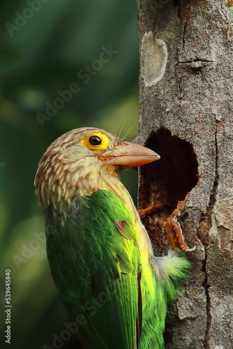 lineated barbet bird nesting in summertime, tropical rainforest in india photo
