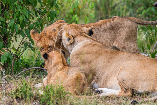 Lion cuddling with each other in the bush
