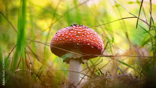 Dangerous mushrooms. Red fly agaric in dry grass in the autumn forest against the background of sunlight. Beautiful fairy-tale mushrooms photo