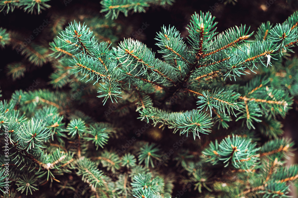 pine tree branches close up. Christmas background