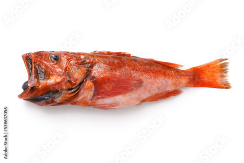 Delicious deep-sea fish that are not yet famous (Red deepwater scorpionfish)