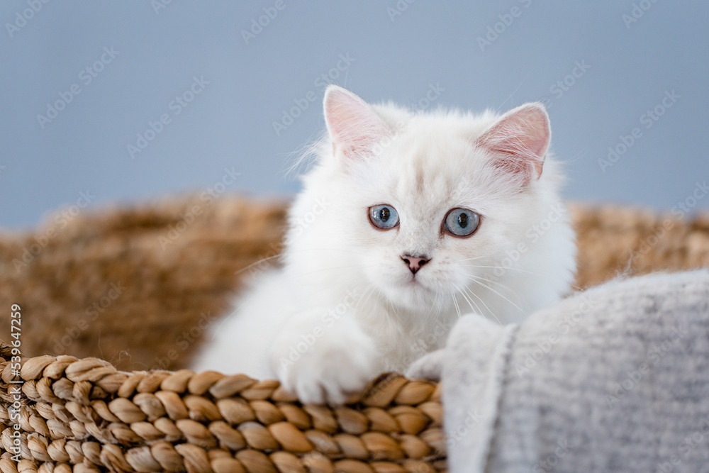 Naklejka premium Katze in Korb