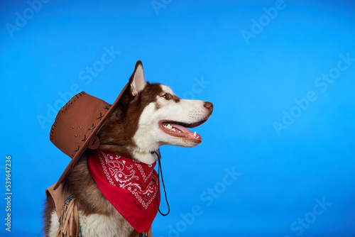 A dog in a cowboy costume for Halloween. Siberian husky is sitting on a blue background with a smile on his face and waiting for treats for the holiday.