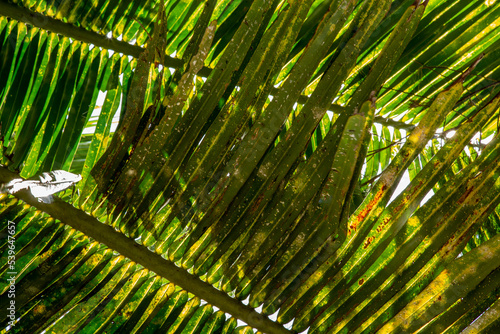 Coconut leaves under the sunlight
