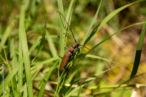 A Xystrocera beetle on the grass