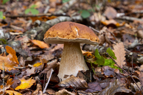 Cep or Boletus Mushroom growing between brown autumn leaves in the forest, also called Boletus edulis or Steinpilz