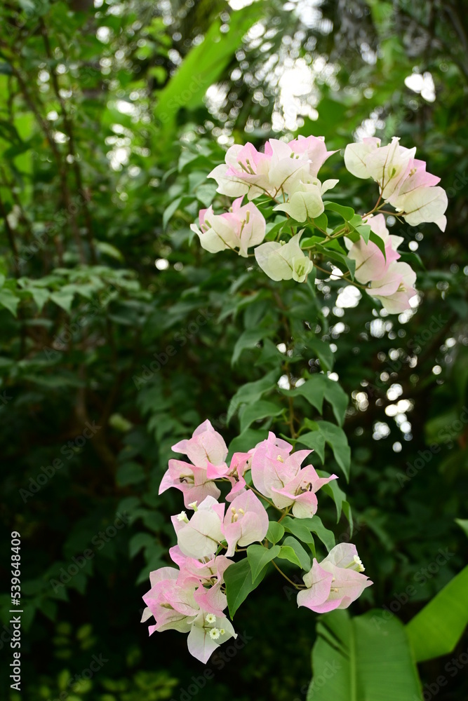 Bougainvillea. The pink and white colored flowers are very cute and beautiful. Shot in Palau.