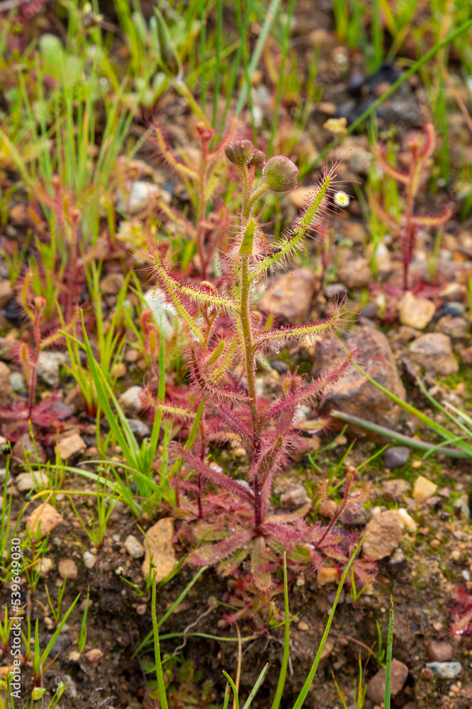 Single Plant of Drosera cistiflora, a carnivorous plant, in natural habitat in Cape Town, South Africa Single Plant of Drosera cistiflora, a carnivorous plant, in natural habitat in Cape Town, South Africa