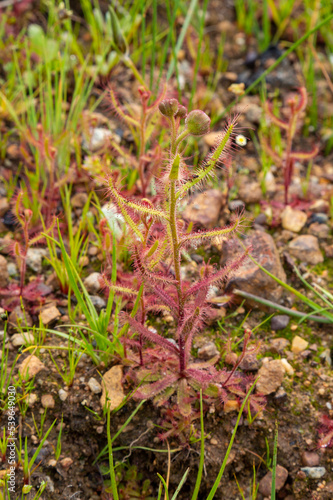 Single Plant of Drosera cistiflora, a carnivorous plant, in natural habitat in Cape Town, South Africa