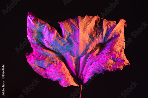 Dry leaf composition painted with different colored light. Modern composition autumn nostalgia.