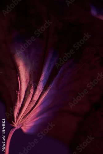 Selective focus of background with leaf pink color light