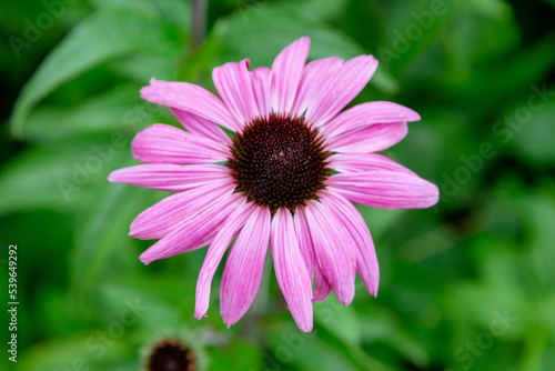 Herbal Echinacea Flowers. Herbal Echinacea or Coneflower flowers in a garden. 