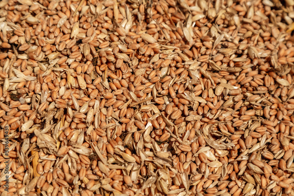 Uncleaned unsorted grain with debris after being harvested by a combine. Uncleaned unsorted grain with debris after being harvested by a combine.