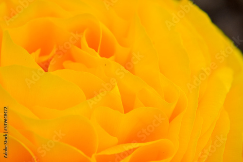 Close up, macro photo of petals of yellow flower