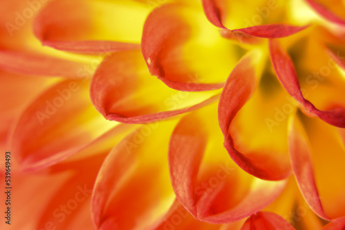 Close up  macro photo of petals of yellow flower