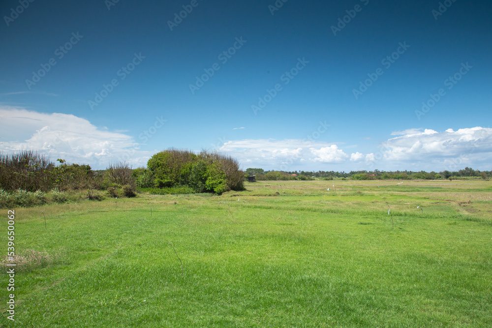 Meadow under the blue sky