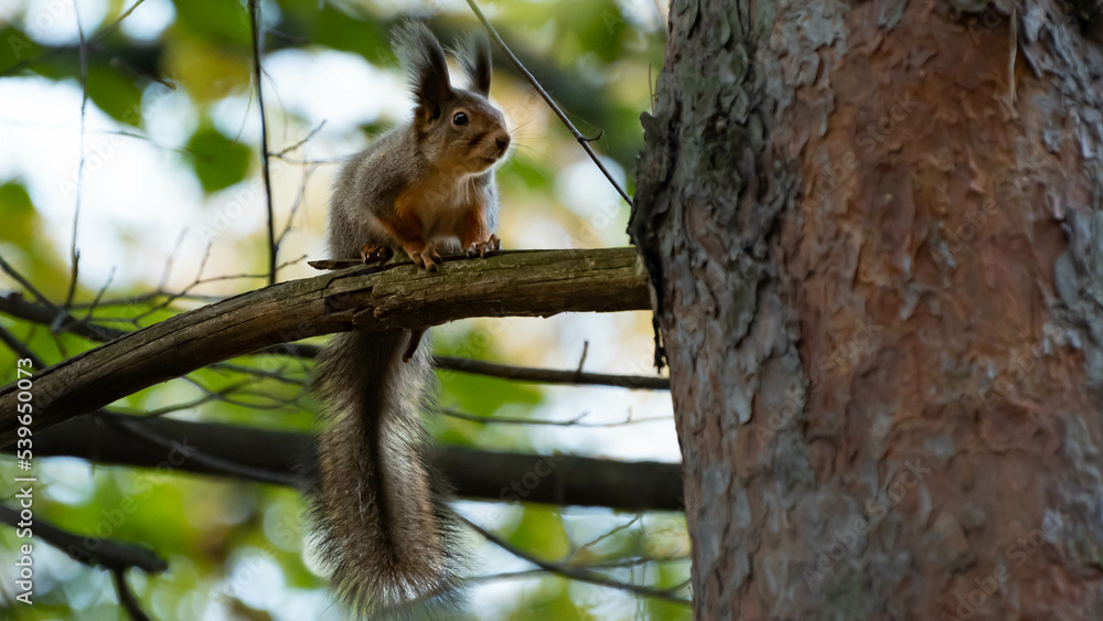autumn squirrel in the forest is eating something