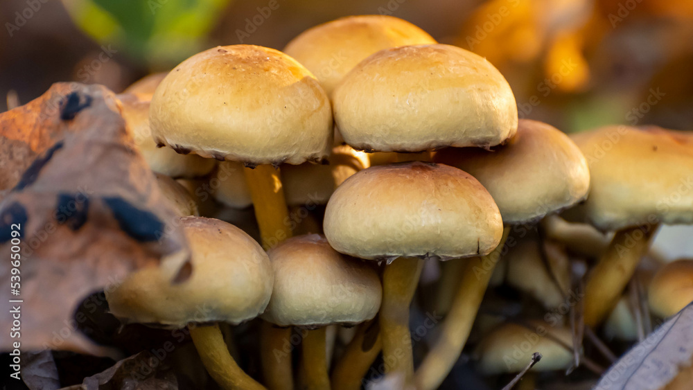 some mushrooms in the autumn forest