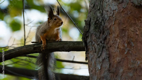 autumn squirrel in the forest is eating something © Alexander