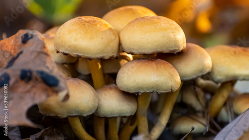 some mushrooms in the autumn forest