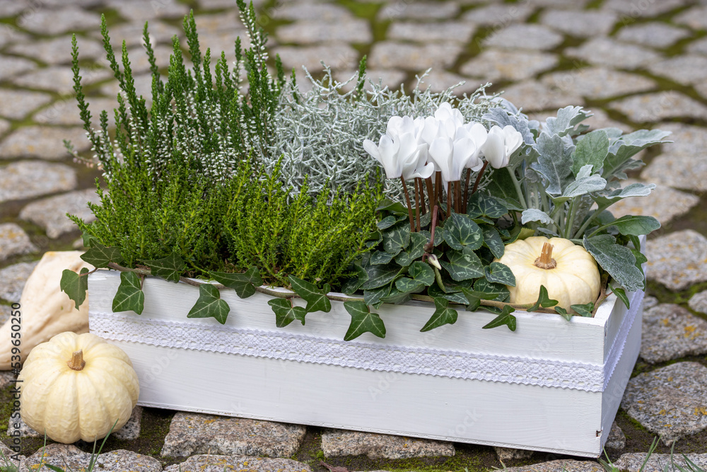 Herbst Blumenset Nr.4 - Calluna, Alpenveilchen, Stiefmütterchen & Silberblatt