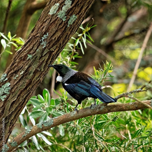 Tui bird with a distinctive white throat tuft in an Australian bottlebrush tree photo