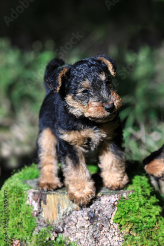 Cute Welsh Terrier hunting dog puppy is posing for a portrait in the forest with magical light.