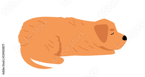 Side view of the dog. Puppy of Golden Retriever is sleeping