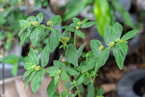Garden spurge, Asthma weed, Snake weed, Milkweeds (Euphorbia Hirta) are growing in tropical herb garden photo