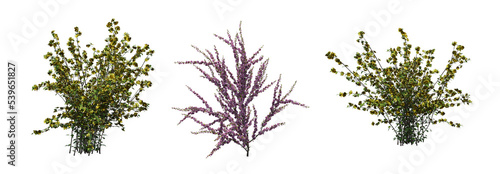 Fotografia bush isolate on a transparent background, 3D illustration, cg render