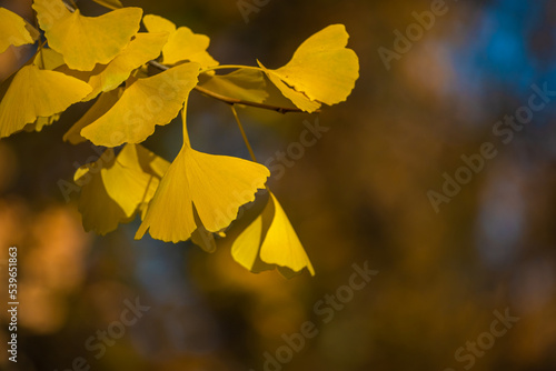 Autumn pattern. Close-up of Ginkgo biloba leaves back lit.