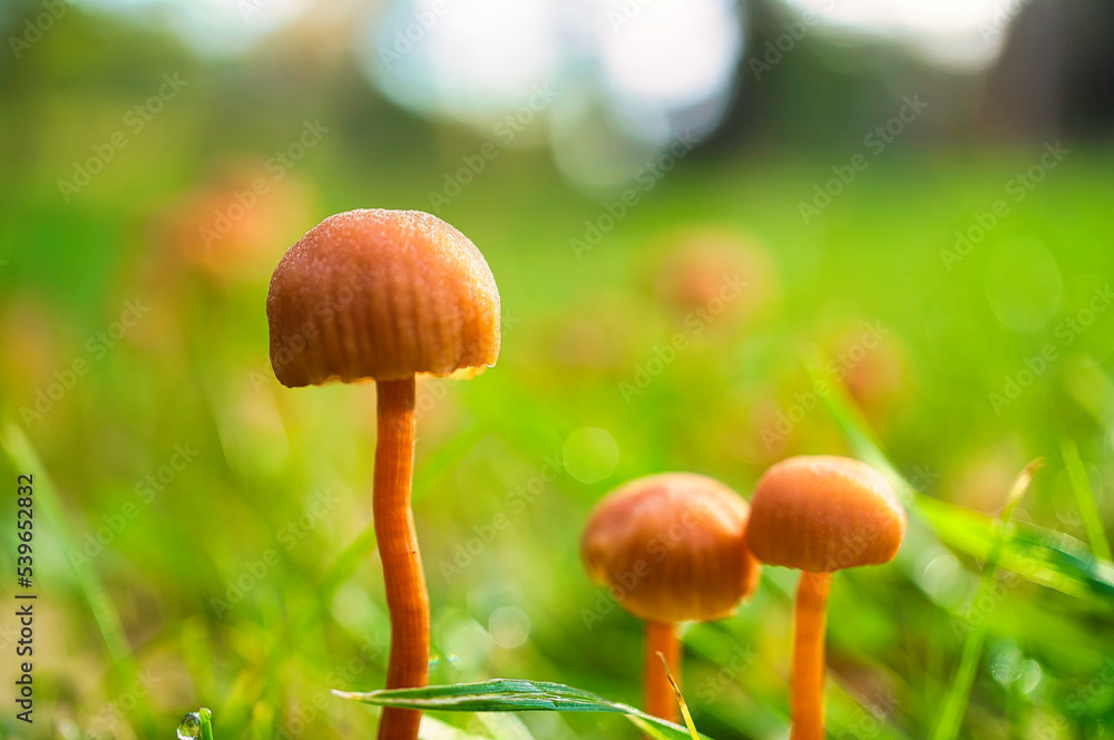 Fototapeta premium Orange filigree mushrooms on a meadow. Macro view from the habitat. Nature photo. Photo from Brandenburg