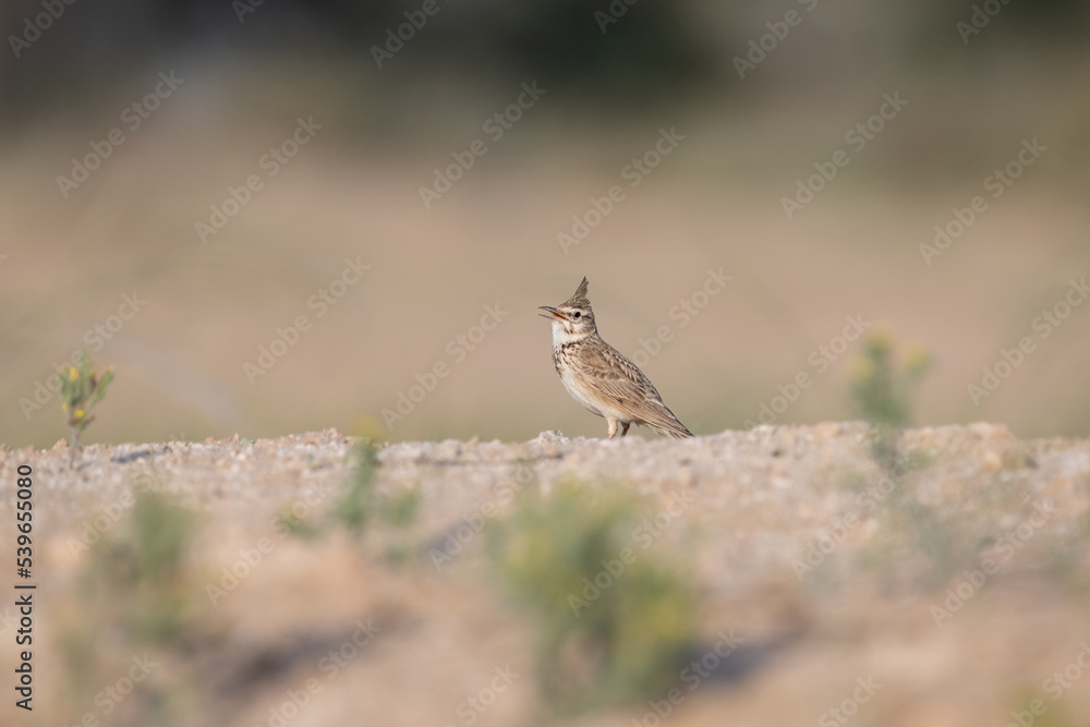 Side posing view of a Crested lark Side posing view of a Crested lark