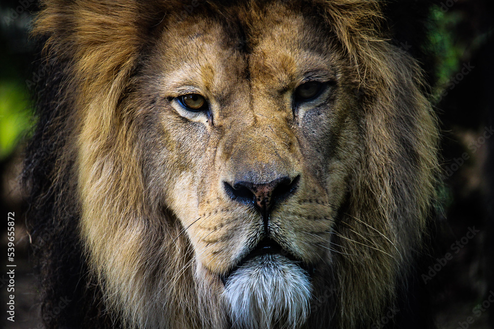 portrait of a lion portrait of a lion
