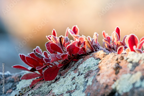 Frozen red leaves of Alpine Bearberry (Arctous alpina, Arctostaphylos alpina) on a crispy morning during  autumn foliage in Northern Finland photo