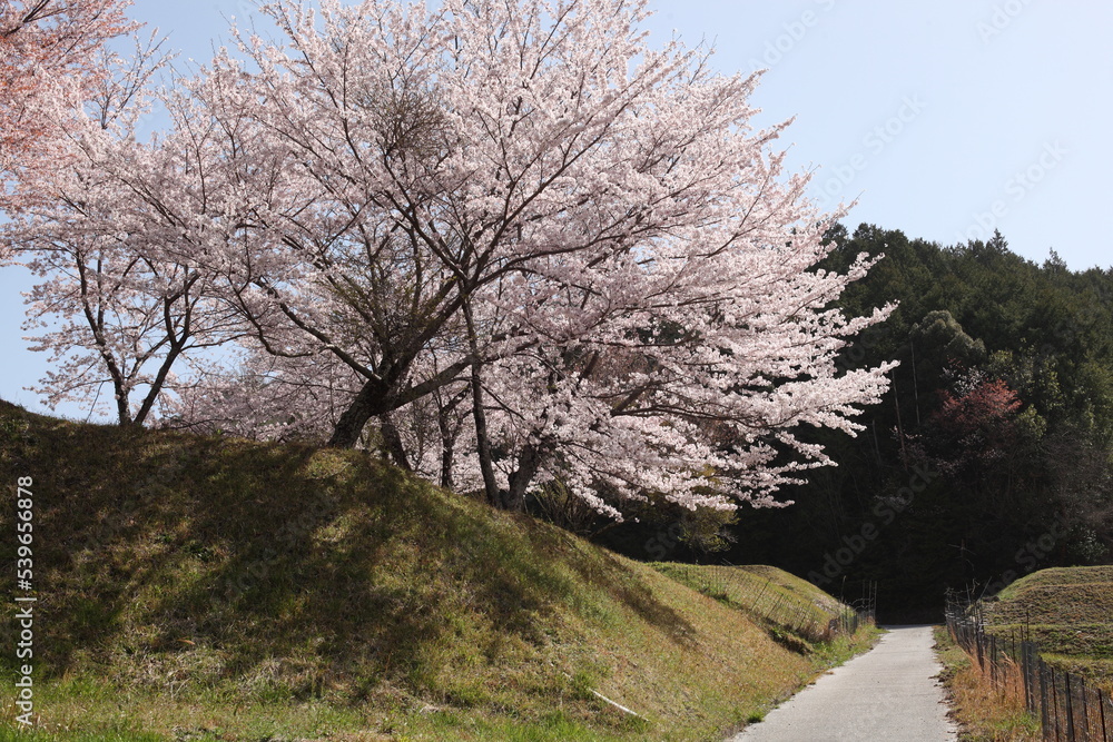 丘の上の桜　