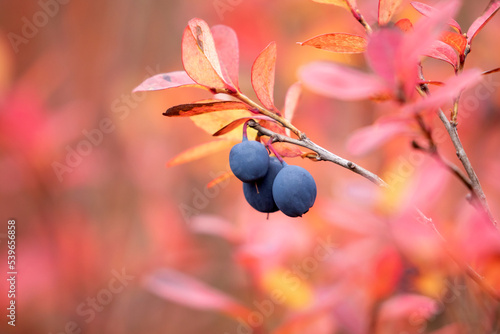 Bright pink leaves and blue delicious berries of bog bilberry, Vaccinium uliginosum during autumn foliage in Finnish nature, Europe