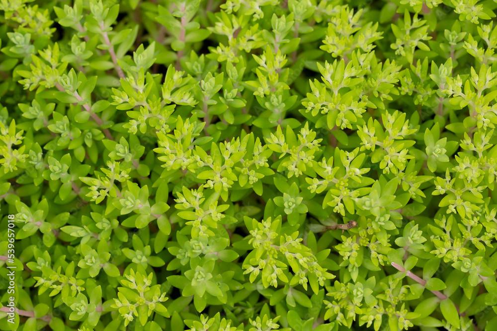 Sedum sarmentosum, known as stringy stonecrop, gold moss stonecrop, and graveyard moss, in spring Sedum sarmentosum, known as stringy stonecrop, gold moss stonecrop, and graveyard moss, in spring