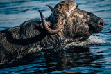 Close Up - Portrait eines durch das Wasser schwimmenden Kaffernbüffel (Syncerus caffer) im Marschland des Kwando River (Caprivi, Namibia)