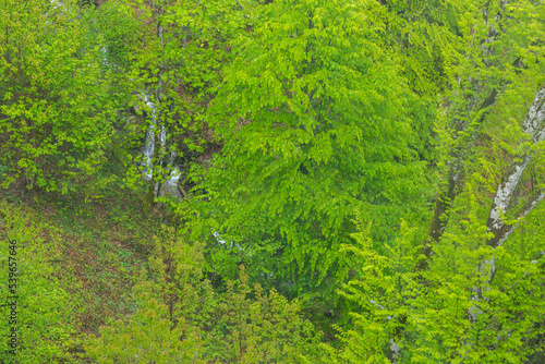 Spring forest, top view. Young green leaves on trees in April, natural background