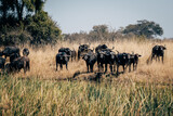 Eine Gruppe Kaffernbüffel (Syncerus caffer) im Marschland des Kwando River in der Nachmittagssonne (Caprivi, Namibia)