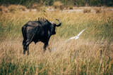Kaffernbüffel (Syncerus caffer) mit Madenhackern auf dem Rücken streift durch das Marschland des Kwando River (Caprivi, Namibia)